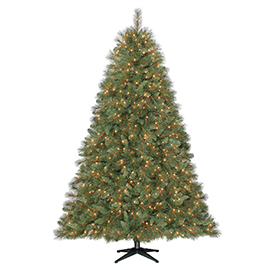 Full Christmas Trees